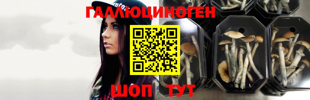 Псилоцибиновые грибы ЛСД Ишим